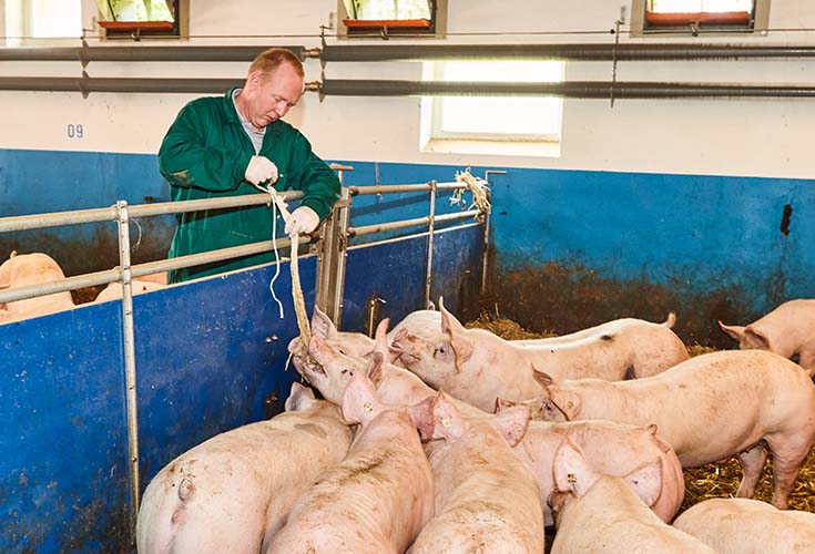 Fachtierarzt Diagnostik Schweine Praxis Peheim Nutztier Schwein